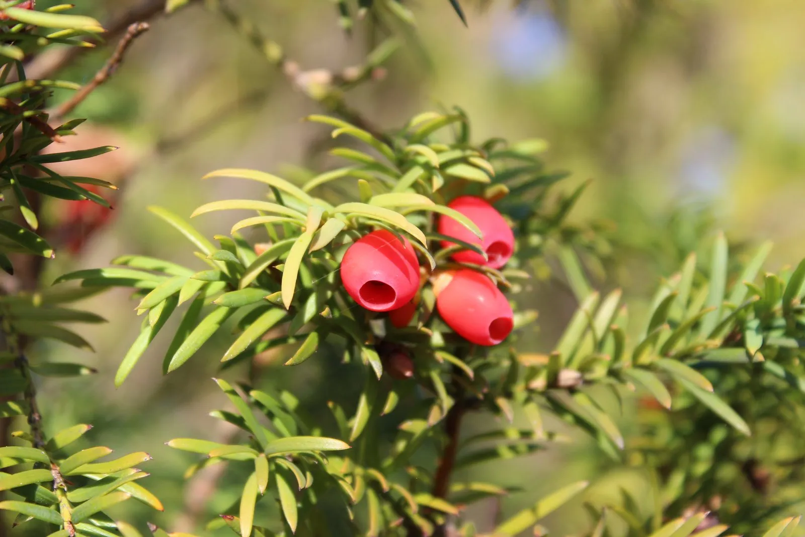 Foto: Drei rote Samenmäntel der Eibe an einem Zweig; jeder ist am Ende offen und gibt den harten Kern in der Mitte frei. Die flachen Nadeln stehen in zwei Reihen am Trieb.