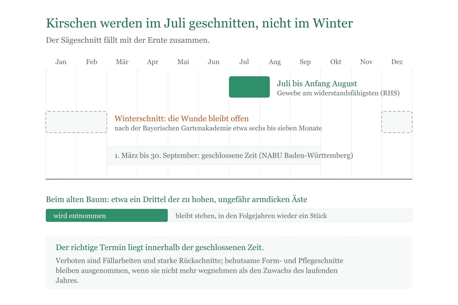 Schema: Der Kirschenschnitt liegt im Juli bis Anfang August, nicht im Winter; beim alten Baum kommt etwa ein Drittel der zu hohen Äste weg.