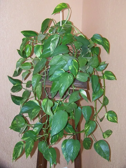 Saksıda salon sarmaşığı (Epipremnum aureum), sarkan alacalı kalp yaprakları